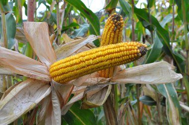 Mısır tarlasında olgunlaşmış bir mısır koçanı.