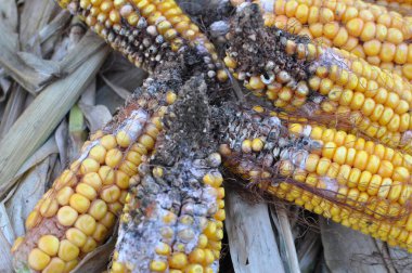 Mısır koçanları fusaryumdan etkilenir - Fusarium moniliformunun nedensel maddesi