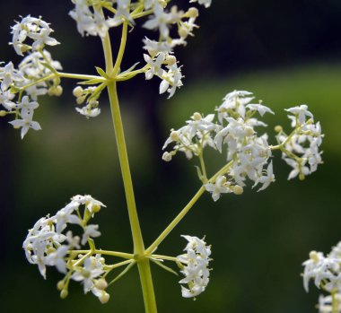 Galium grows in a meadow in the wild clipart