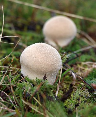 Mushrooms from the Agaricaceae Lycoperdon family grow in the wild clipart