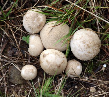 Agaricaceae Lycoperdon ailesinden mantarlar vahşi doğada yetişir.