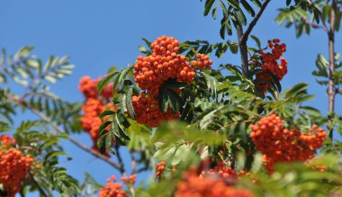 Doğada, Rowan 'ın bir dalında sıradan (Sorbus aucuparia) olgun meyveler