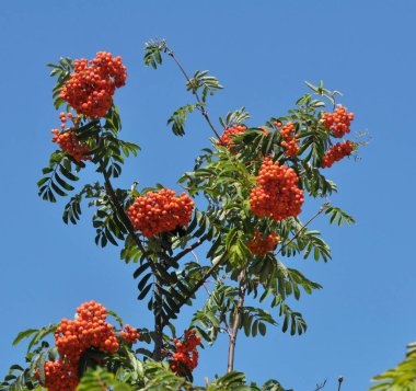Doğada, Rowan 'ın bir dalında sıradan (Sorbus aucuparia) olgun meyveler