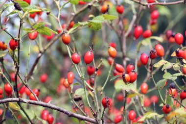 Kırmızı böğürtlenler bir köpek gül dalında olgunlaşır.