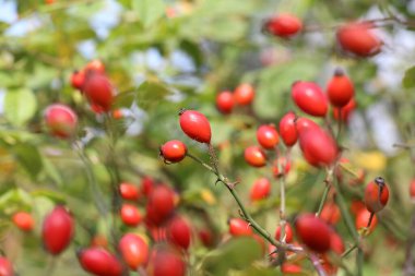 Kırmızı böğürtlenler bir köpek gül dalında olgunlaşır.