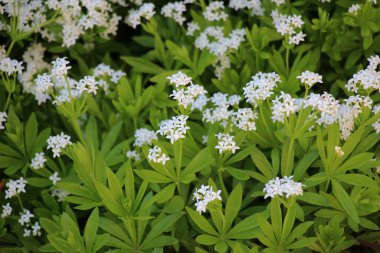 Bedstraw (Galyum kokusu) ilkbaharda ormanda açar.