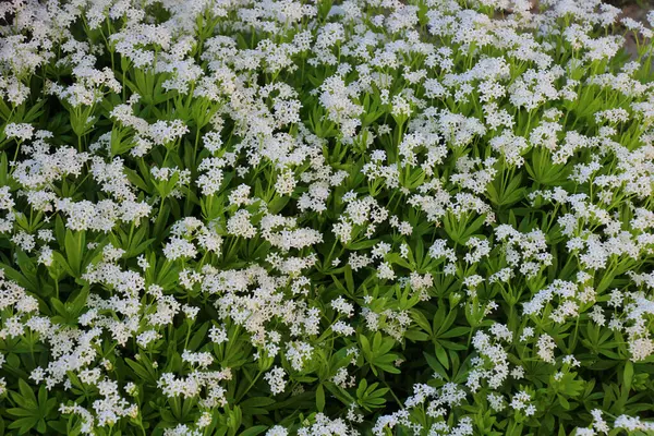 Bedstraw (Galyum kokusu) ilkbaharda ormanda açar.