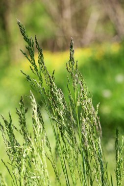 Çayırlarda, yabani otların arasında Poa büyüyor..