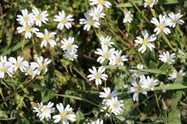 Spring in the wild forest bloom Stellaria holostea clipart