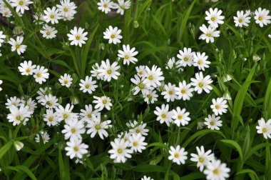 Vahşi ormanda bahar, Stellaria holostea çiçeğini açar.