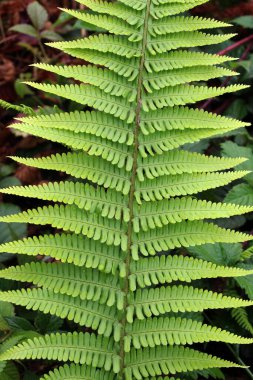 Athyrium filix-femina eğreltiotu vahşi doğada yetişir.