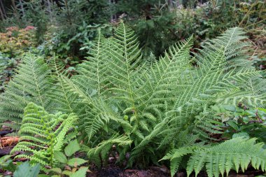 Athyrium filix-femina fern grows in the wild clipart