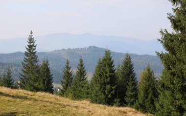 Avrupa ladini (Picea abies) Ukrayna 'daki Karpat Dağları' nın ormanlarında yetişir.