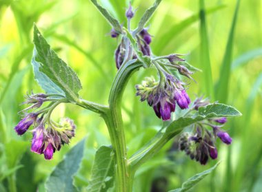 Çayırda, yabani otların arasında kuş (Symphytum officinale) çiçek açıyor.