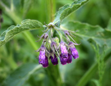 Çayırda, yabani otların arasında kuş (Symphytum officinale) çiçek açıyor.