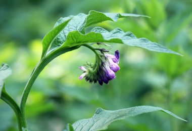 Çayırda, yabani otların arasında kuş (Symphytum officinale) çiçek açıyor.