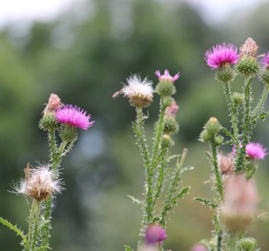 Devedikeni (Carduus acanthoides) yazın vahşi doğada yetişir.