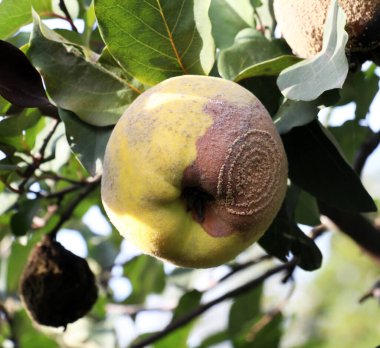  Quince affected by fruit rot - moniliasis (Monilinia) clipart