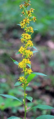 Ebedi bitki Solidago virgaurea vahşi doğada yetişir.