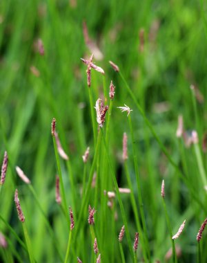 Eleocharis palustris, bir bataklık bitkisi, baraj gölünün kıyısında vahşi bir şekilde yetişir.