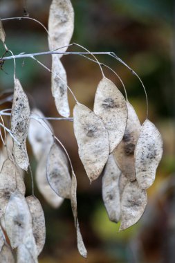 Lunaria rediviva 'da eliptik podların meyveleri olgunlaşmıştır.