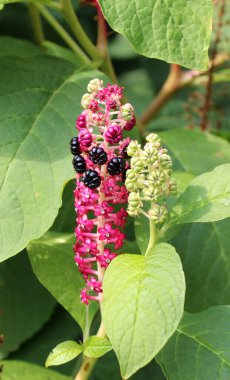 Phytolacca yazın bahçede yetişir.