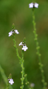 İlaç bitkisi Verbena officinalis vahşi doğada yetişir.