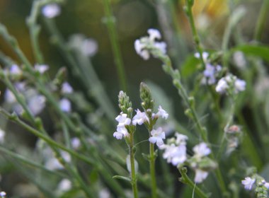 İlaç bitkisi Verbena officinalis vahşi doğada yetişir.
