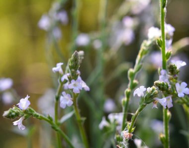İlaç bitkisi Verbena officinalis vahşi doğada yetişir.