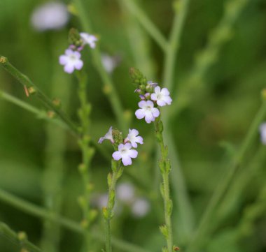 İlaç bitkisi Verbena officinalis vahşi doğada yetişir.