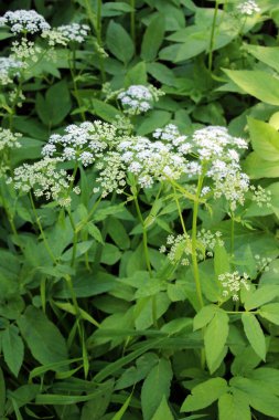 Aegopodyum podagraria vahşi doğada bir ot gibi büyüyor.
