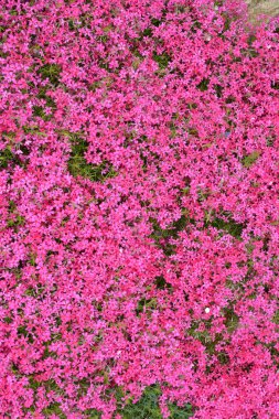 İlkbaharda, feniks subulata çiçek açar.