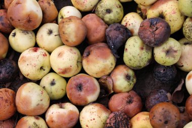 Meyve çürüğünden etkilenen elmalar - monilinos (Monilinia)