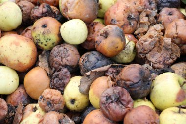 Meyve çürüğünden etkilenen elmalar - monilinos (Monilinia)