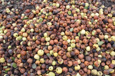 Meyve çürüğünden etkilenen elmalar - monilinos (Monilinia)