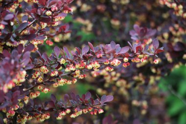 Thunberg's barberry (Berberis thunbergii) grows in the garden in sprin