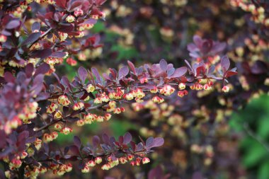 Thunberg's barberry (Berberis thunbergii) grows in the garden in sprin clipart