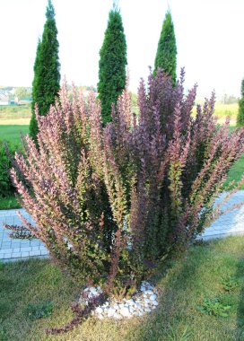 Thunberg 'in böğürtlenleri (Berberis thunbergii) Sprin bahçesinde yetişir.