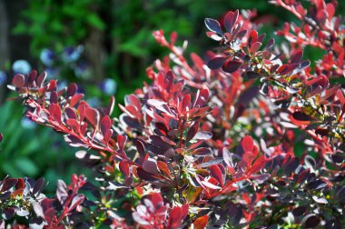 Thunberg 'in böğürtlenleri (Berberis thunbergii) Sprin bahçesinde yetişir.