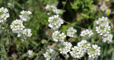 Berteroa incana as a weed grows in the wild clipart