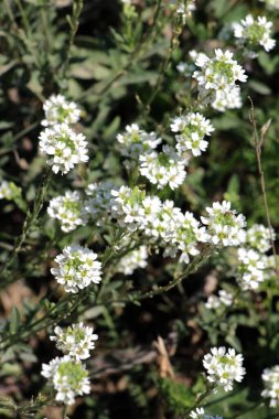 Berteroa incana yabani doğada yetişen bir ot gibi