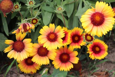 Haillardia flowers bloom in the garden in summer clipart