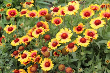 Dolu çiçekleri yazın bahçede açar.