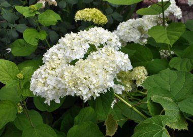 Ağaç ortancaları bahçede çiçek açıyor.