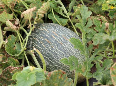 Yazın karpuzlar açık organik topraklarda yetişir.