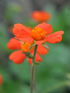 Geum quellyon blooms in the garden in spring clipart