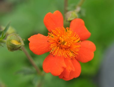 Geum quellyon baharda bahçede çiçek açar.