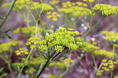 Doğada yetişen yaban havucu (Pastinaca sativa), yemek ve tıpta kullanılır..