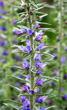 Doğada, yabani otların arasında Echium vulgare çiçek açar.