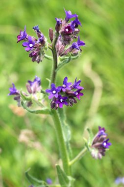 Anchusa çayırda vahşi doğada çiçek açar.